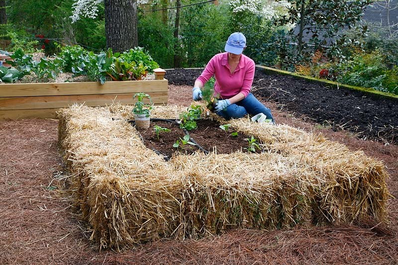 the straw raised bed